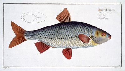 Roach (Cyprinus Rutilis) planche II de 